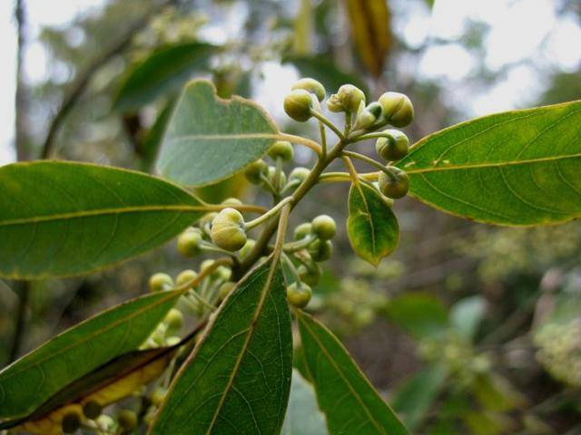 这种树闻着有香味,农民却叫它"臭樟子",嚼2颗果子可治牙痛