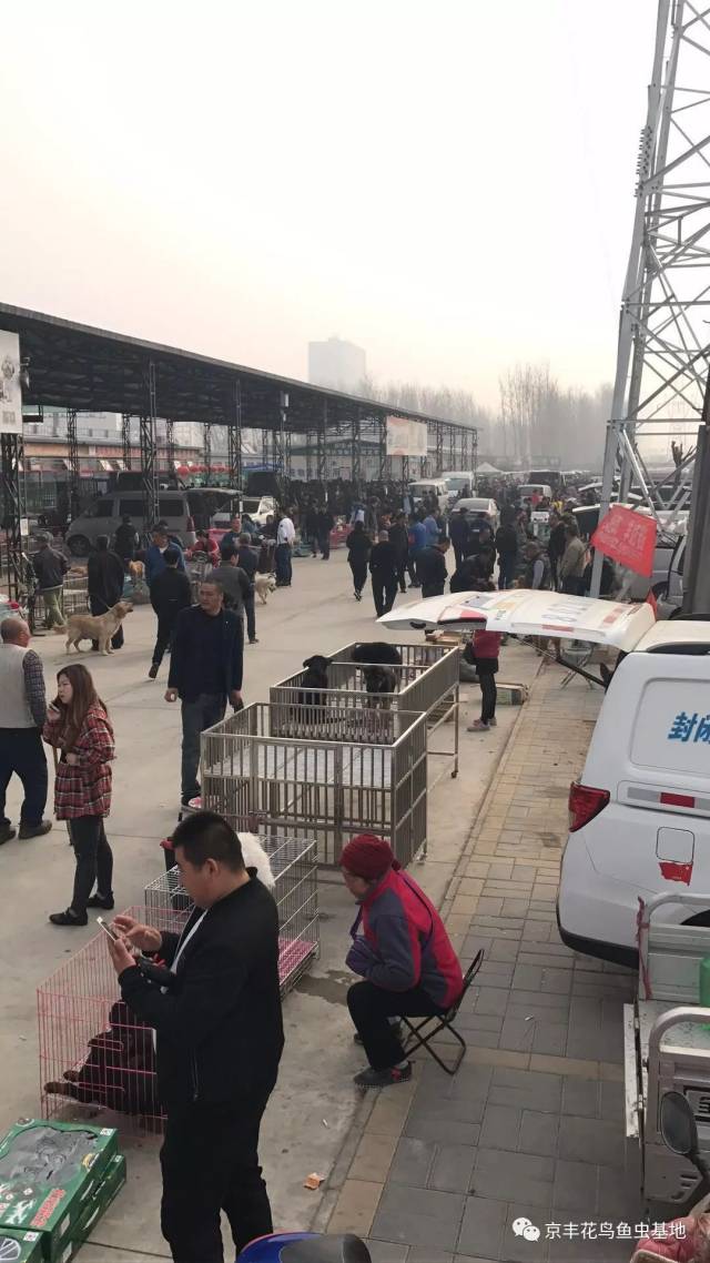 北京燕郊最热闹的宠物交易市场