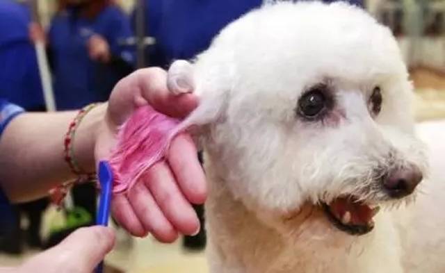 这是一个和你想的完全不一样的职业--一位宠物