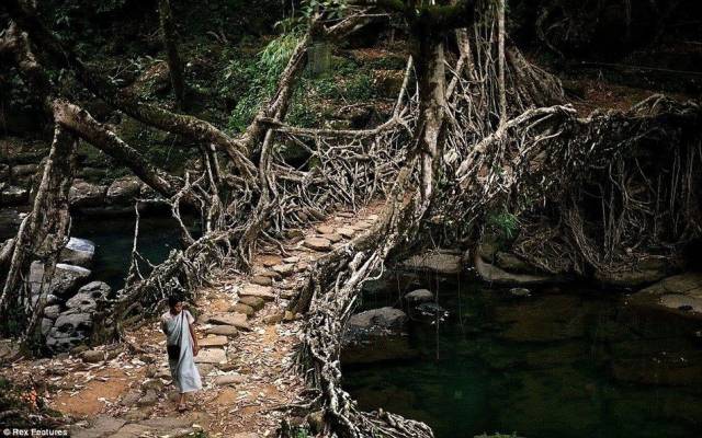 树根种出来的桥,一次性能走50人,500年来越走越牢固,堪称奇迹