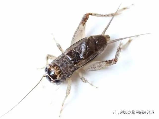 麻头蟋蟀,蟋蟀头,扁头蟋蟀(第2页)_大山谷图库