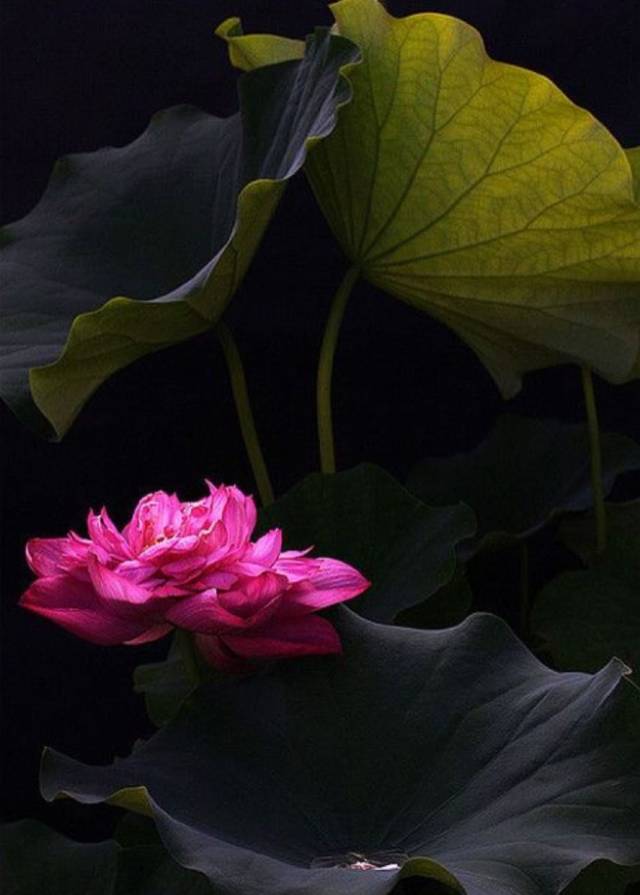 这位"老法师"拍荷花,谁看谁都说服!