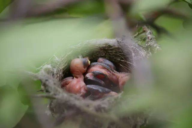 十一天后不幸的事发生了,鸟窝里的一只小鸟从鸟窝中掉下了地厅死了