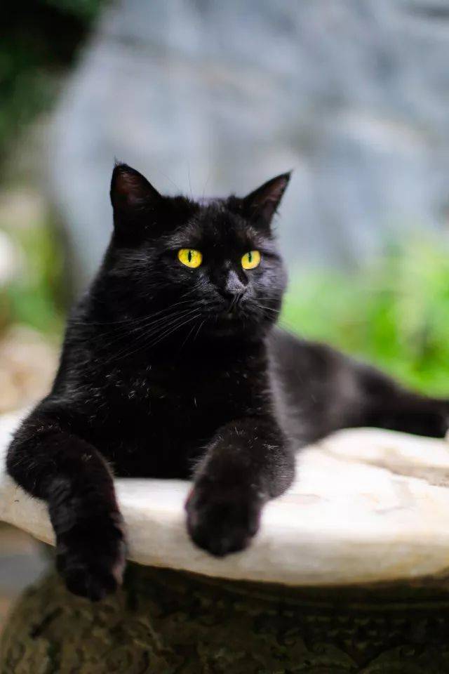 妙笔生猫#不就是黑猫吗?黑猫咋啦!