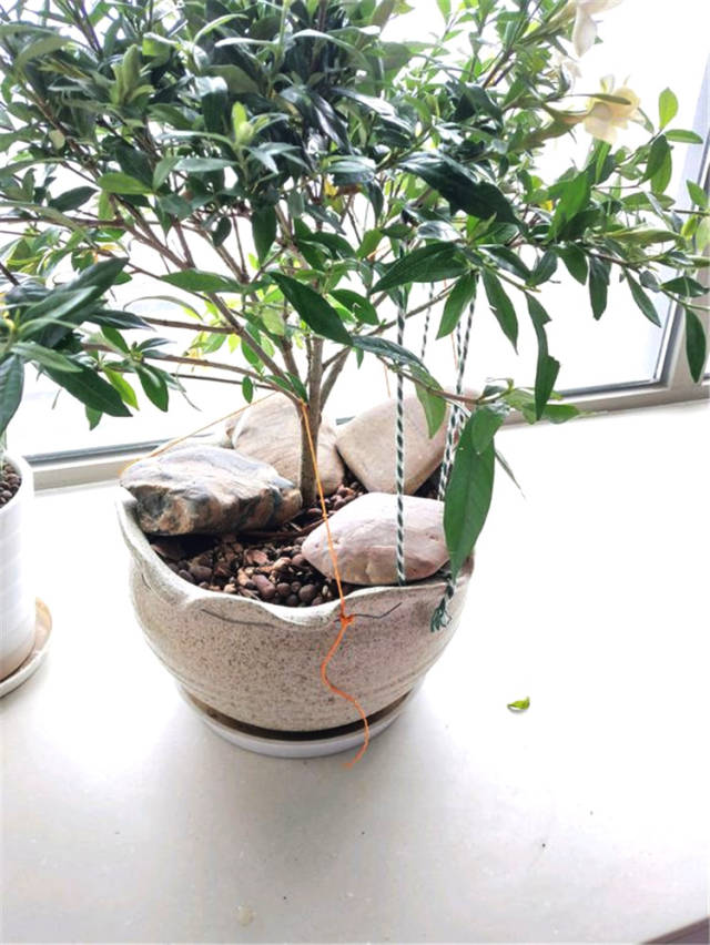 但打顶之后,栀子花萌发新枝需要一段时间,着急看花的朋友还是试试拉枝