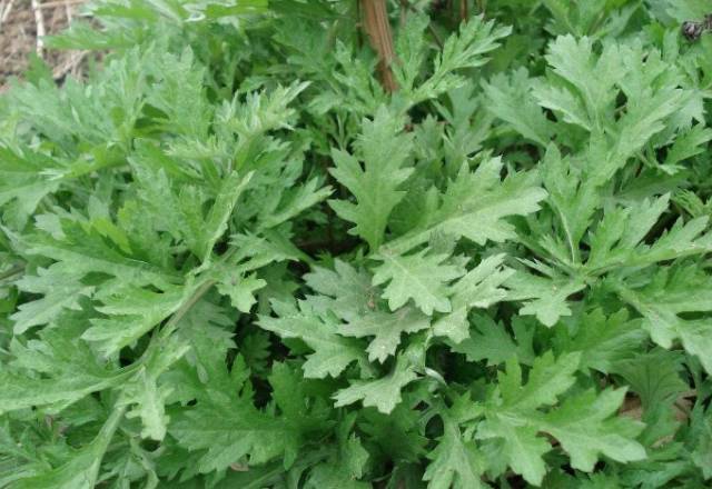 "《本草从新》说:"艾叶苦辛,生温,熟热,纯阳之性,能回垂绝之阳,通十二