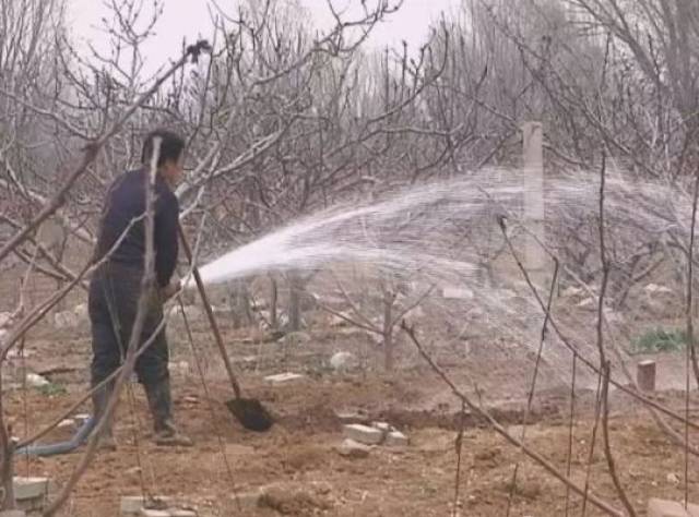 苹果园什么时候浇水效果最好?水分供应这一环节非常重要