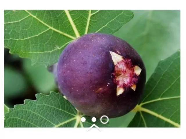 果实一颗颗长得有点像洋葱,软软的没有核,果肉清爽甘甜,透着特有的