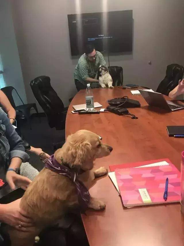 开会的时候带上狗狗,连枯燥的会议都变的有意思了!
