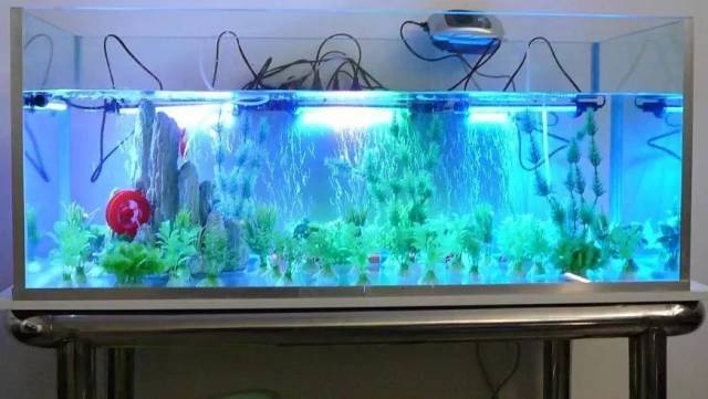 鱼缸水发黄怎么办?这7大原因不可不看.