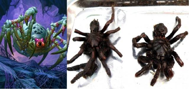 2,哈多诺克斯——油炸蜘蛛魔兽世界四大古神之一的恩佐斯,是借鉴