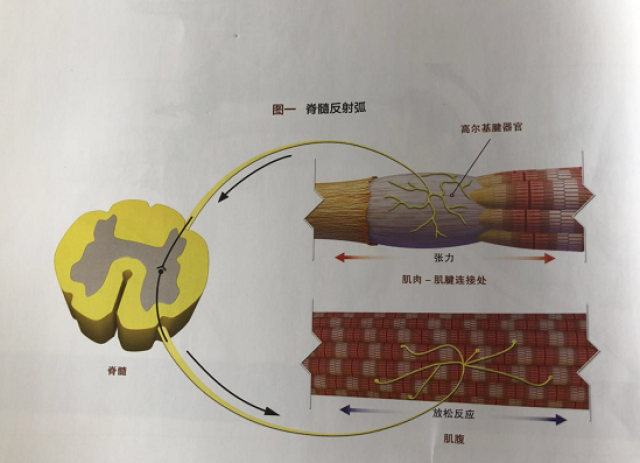 高尔基腱器官图片