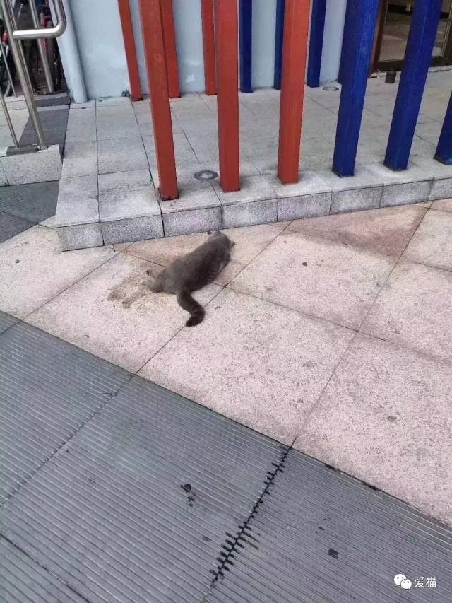 我邻居的猫跳窗活活摔死了