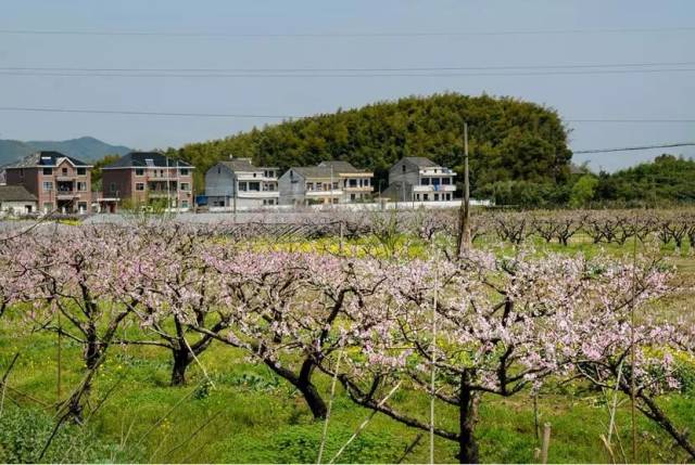 十多年前,良渚古城北城墙这块还是大观山果园,桃花朵朵,油菜遍野,以前