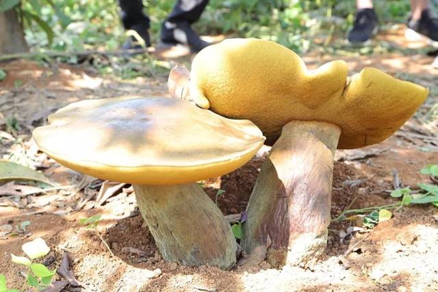 兴义市马岭镇于6月28日惊现两朵超级大菌子(人工种植的叫蘑菇,野傻哪