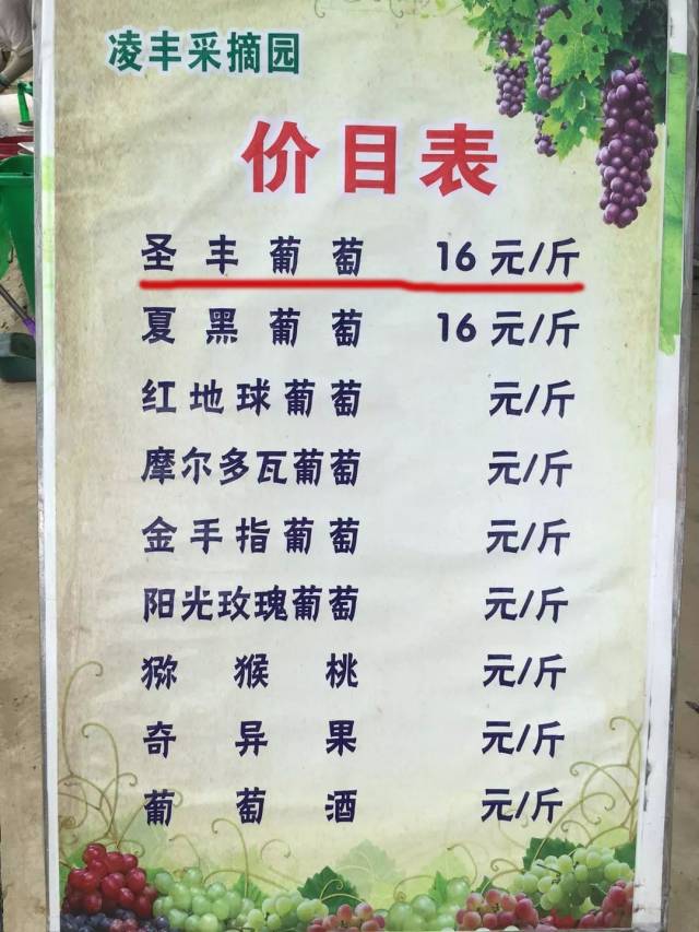 8块1斤!烟店这个地方的葡萄熟啦!好吃又抢手!