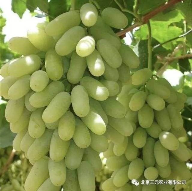 盛夏时节,世界杯与葡萄更配噢