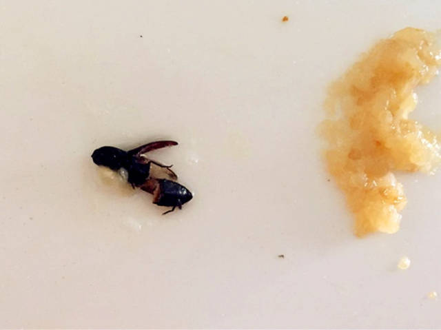 吓傻儿子吃粽子一口咬断大长虫被吓哭