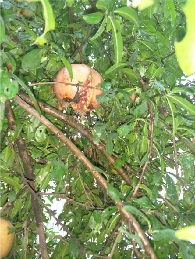 果农重大打击北方地区石榴裂果预防措施