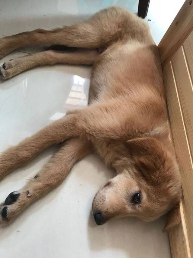 这只金毛4个月了,光吃不长肉,瘦得皮包骨头了!