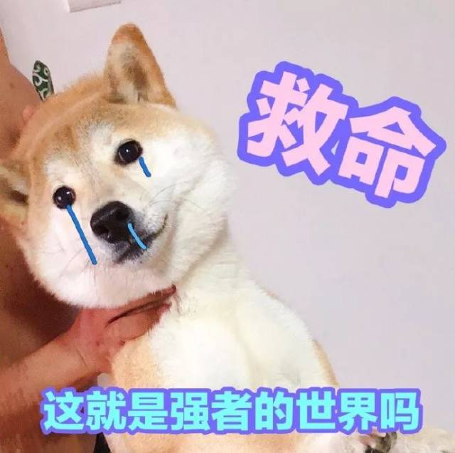 表情包|一只叫做芋圆的魔性柴犬