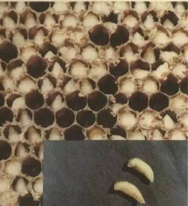 蜜蜂烂子病图图片