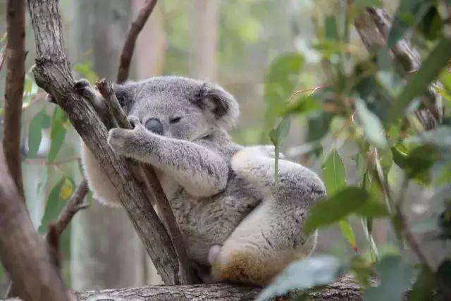 庫倫賓野生動物園 與袋鼠賽跑,與考拉擁抱,與羊駝嬉戲玩耍