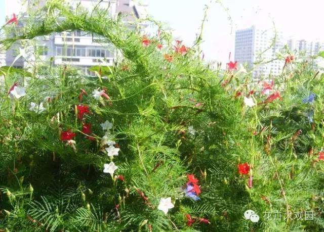 15种藤蔓植物搜集好了 让院子阳台爬满绿藤鲜花 室外藤蔓植物有哪些 桃丽网