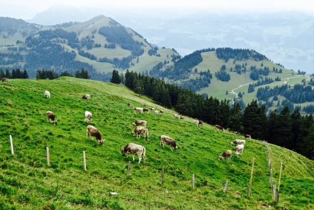 高原牧场遇见高颜值的瑞士牛,幸福