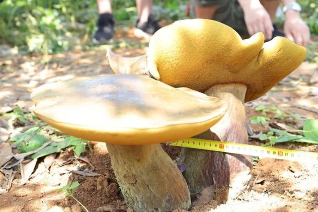 兴义市马岭镇于6月28日惊现两朵超级大菌子(人工种植的叫蘑菇,野生的