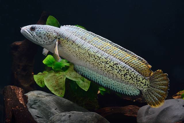 为什么印度的"黑鱼"这么贵了