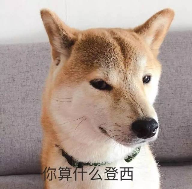 表情包|一只叫做芋圆的魔性柴犬