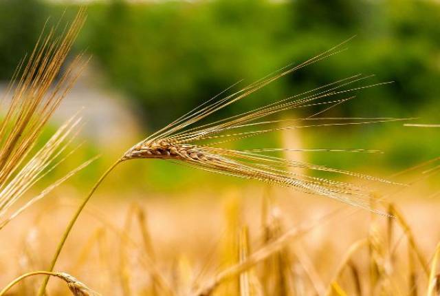 ▼《麦收》台湾"神笛公主"吴佳蓁