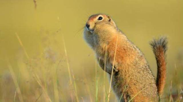 如果你看过了,不要喷平头哥,我卖萌给你看