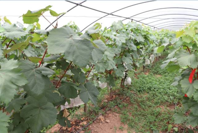 葡萄,李子,梨甜蜜来袭!永乐桥果园约起来吧