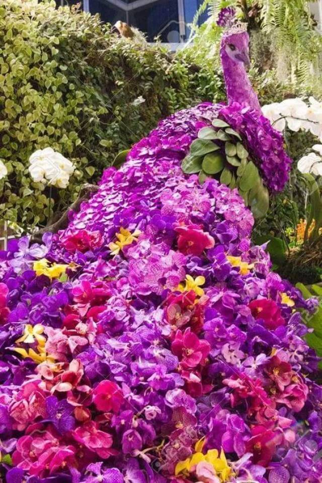 天呐,这鲜花孔雀太好看了吧,太精致了