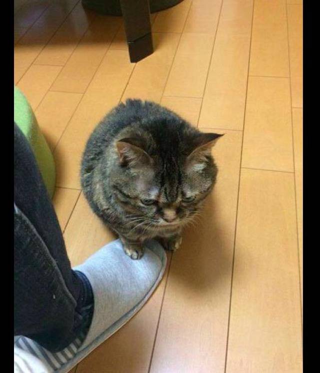 用脚踩着猫的头图片