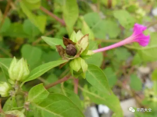 紫茉莉根的功效與作用