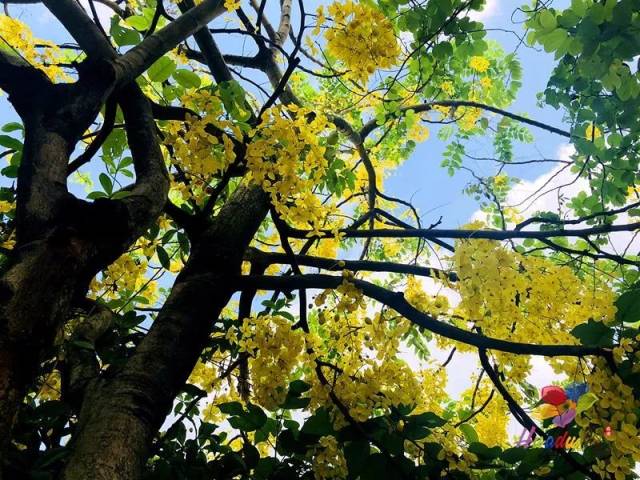 走在其中偶尔还会下起 "黄金雨" 粉黄粉黄的,少女心爆棚啊!