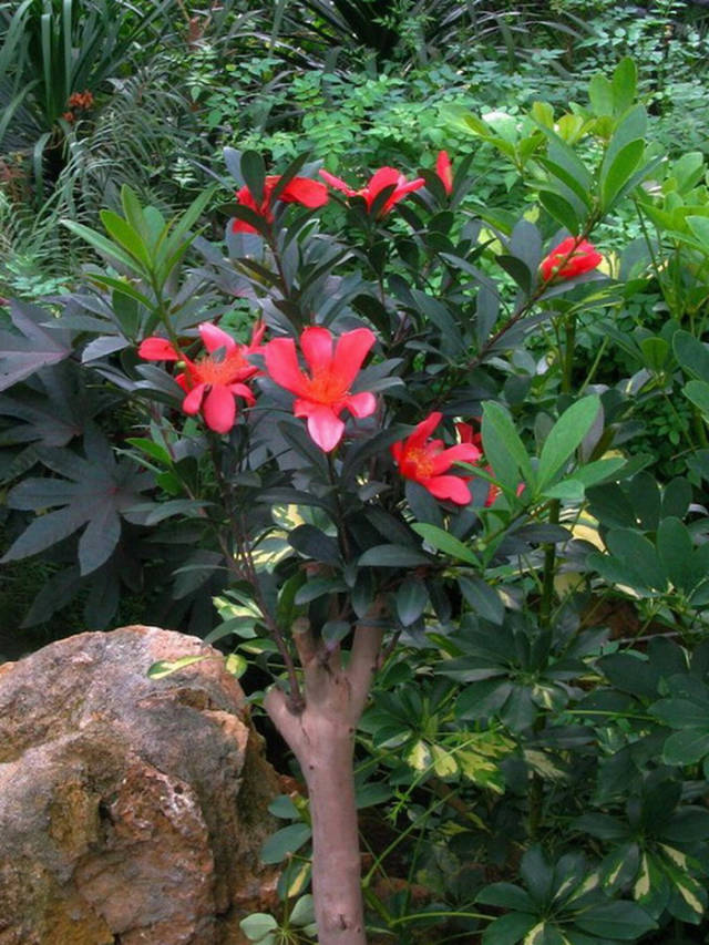 很少人见过的,花开四季的珍稀杜鹃红山茶开得满树鲜艳