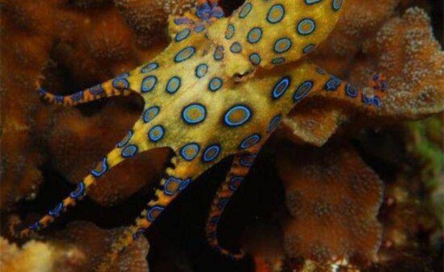 蓝环章鱼是海洋中隐身的剧毒