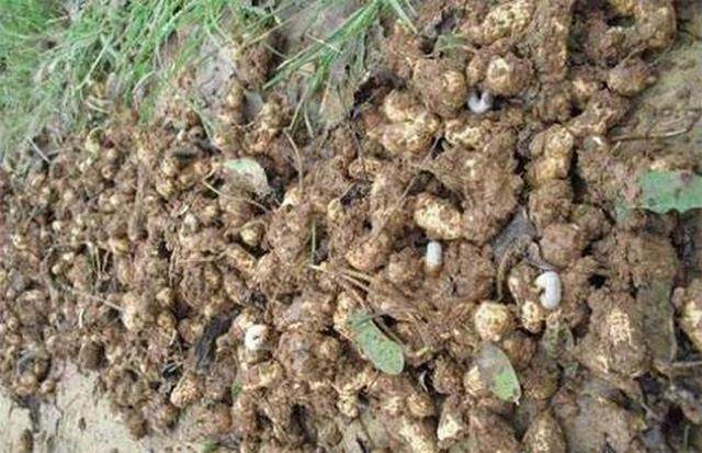 引起花生烂果常见的4个因素 注意预防和防治 避免减产