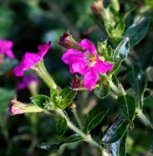 【每日一花】紫萼距花,一年四季都能看到它开!