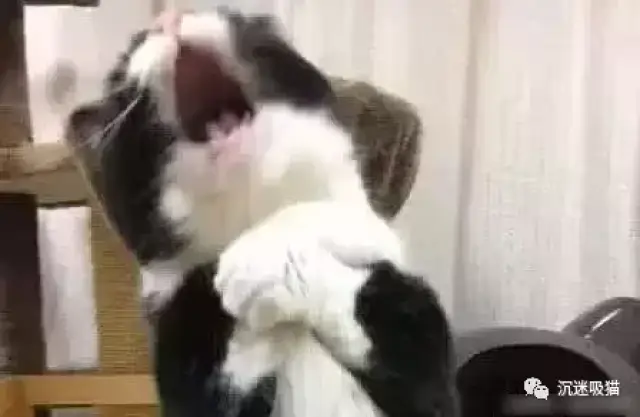 一哭二闹三跳楼,猫咪犯错被铲屎官骂,捶胸顿足嚎啕大哭,演技高超堪比