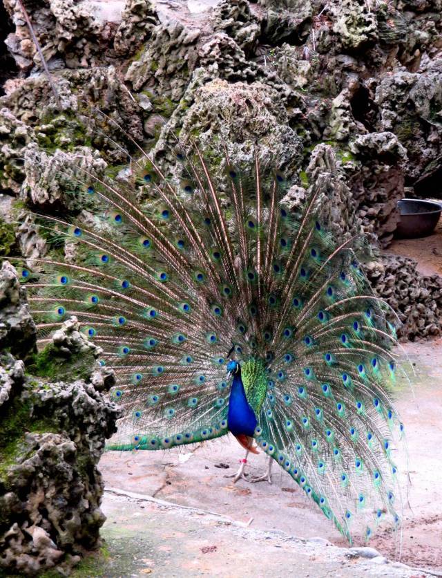 湖北宜昌动物园孔雀开屏,灿若云霞吉祥美丽