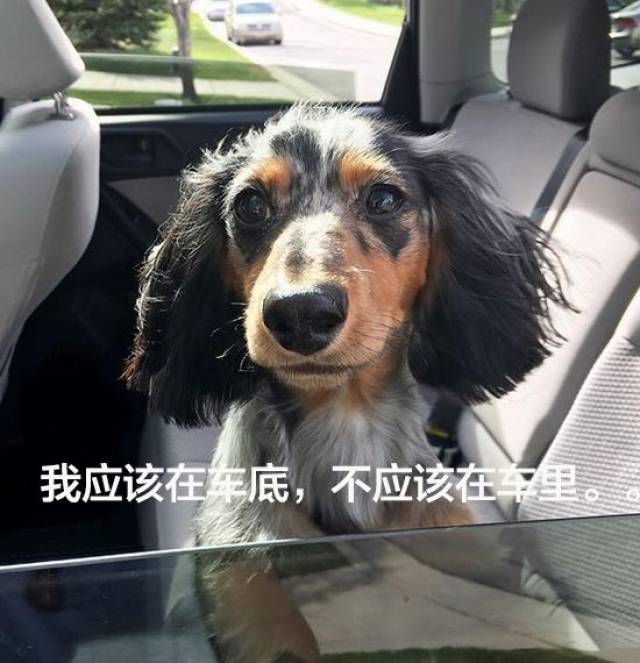 网友新带回家一只小奶狗,把全家都惊呆了:这货颜值太高了!