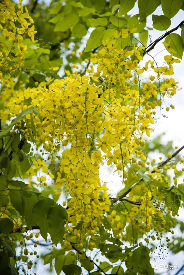 一串串黄花,掩映在绿叶与树干间,美丽铺天盖地,看一眼,便觉赏心悦目.