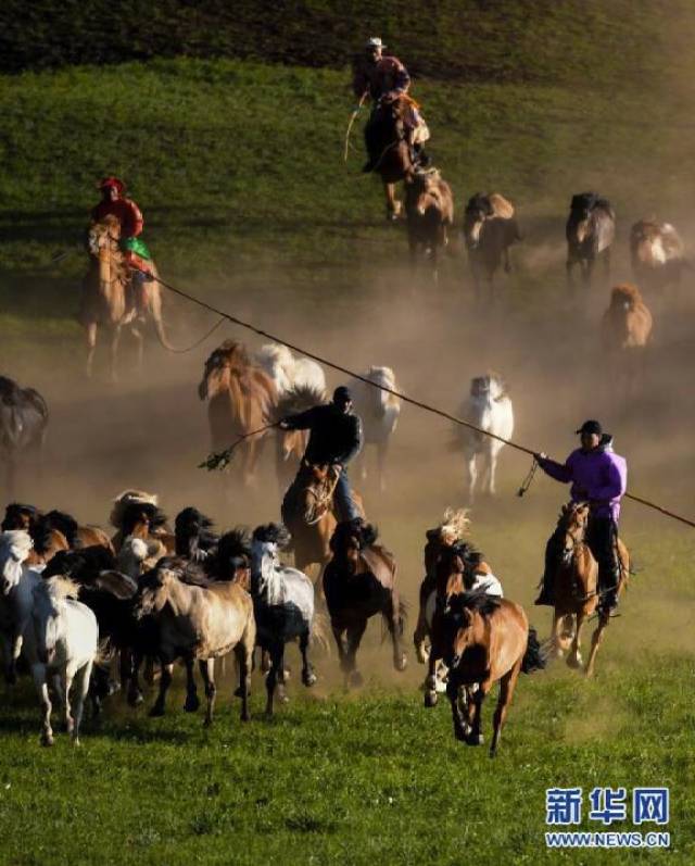 內蒙古赤峰牧民草原馴馬 群馬奔騰景象壯觀