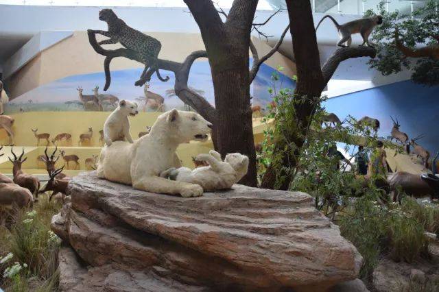 比如,频临灭绝的白狮标本.目前白狮在世界的数量在100只以内.