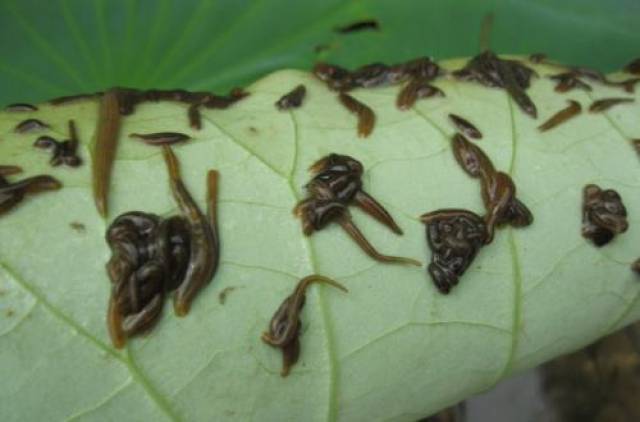 何富松每亩三万利润靠的都是水中的软黄金